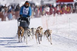 Lenk 2013